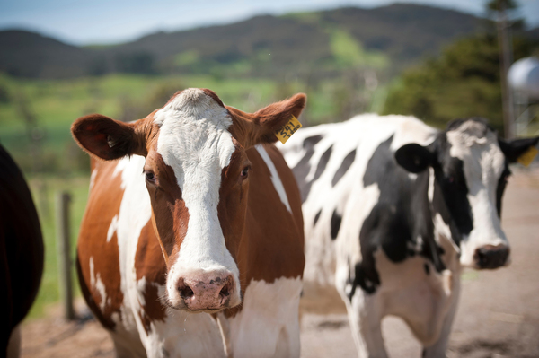 Gau Seva (For a Day)