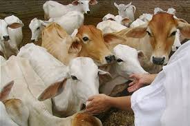 गौ सेवा